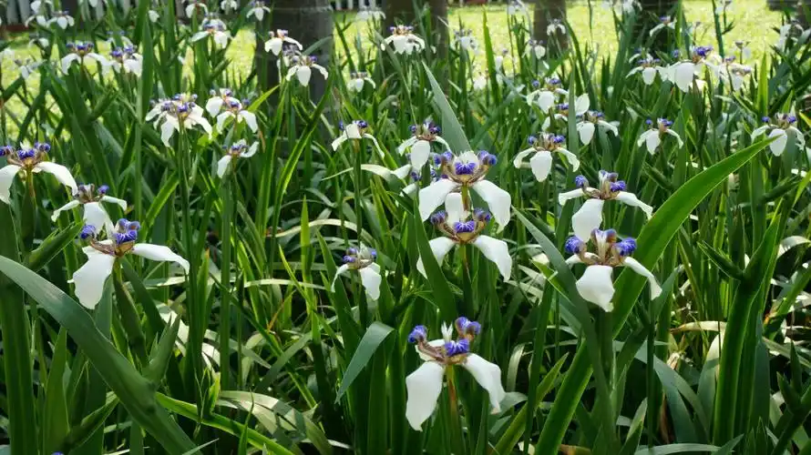 昨天有看到这漂亮的小花,不知它是什么花!