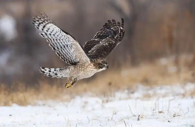 擒纵自如-----鹰雕