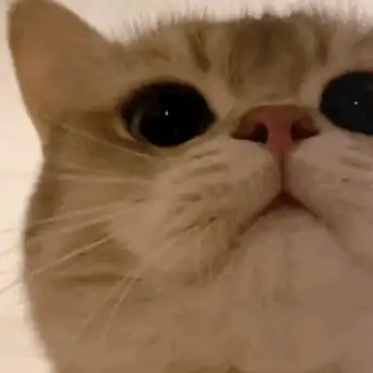 表情包:超可爱的萌宠猫咪动态静态表情包_时候_种类_不知道