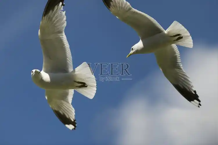 两只海鸥近距离地看着对方照片摄影图片