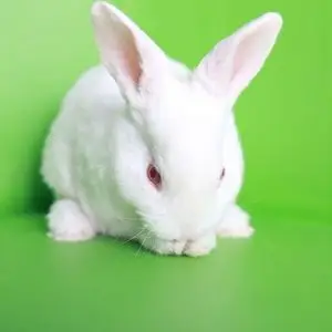 小白兔宠物兔宝宝 公主兔熊猫兔黑兔灰兔小野兔子活体 包活随机发
