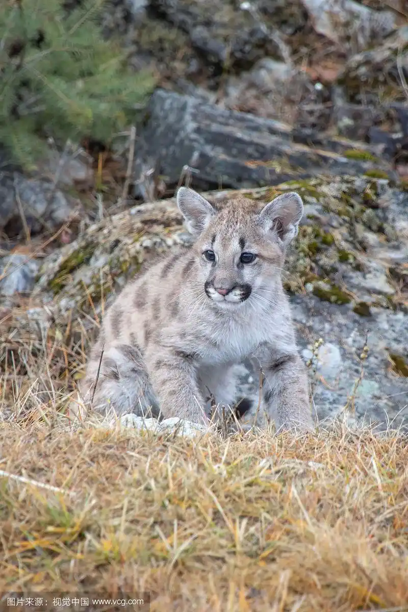 美洲狮幼崽产量