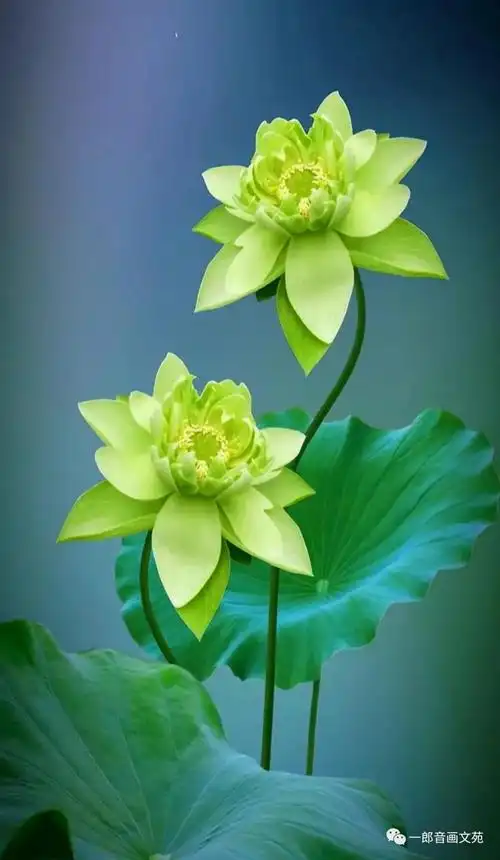 一念一清净,心是莲花开.荷花有禅意,自古不染尘.