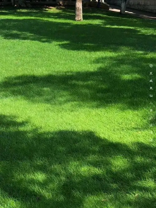 深绿色植物壁纸(如图)