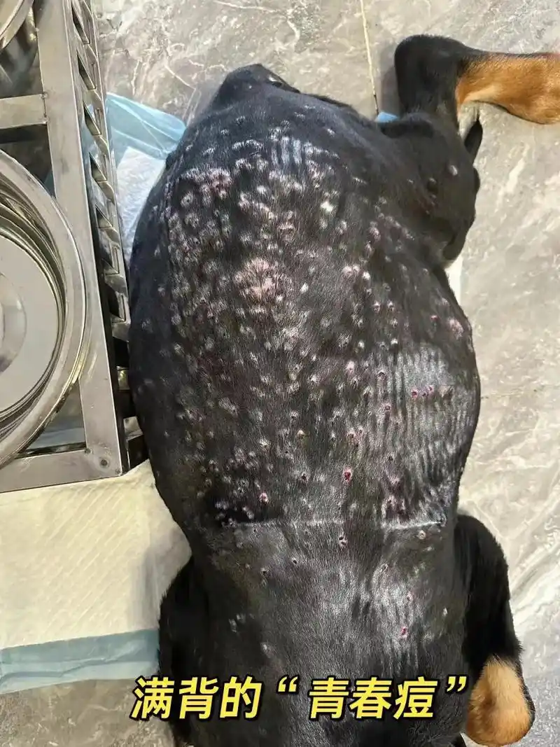 这是一个皮肤真菌感染的小狗,两天内皮肤大面积长疖子 - 抖音