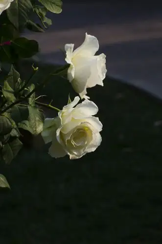 白色月季象征纯洁无暇.