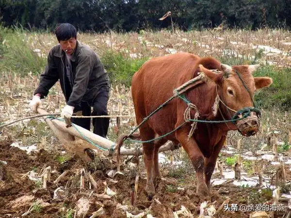 怀念15种农村逐渐消失的老物件70后的你认识几种满满的回忆