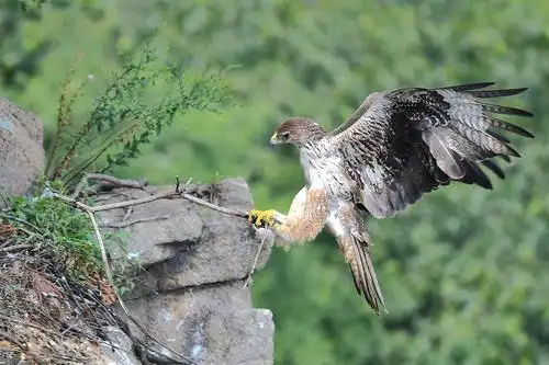 其它 隼的速度 雕的凶猛～白腹隼雕 写美篇雌雄老鹰同框,很难得哦