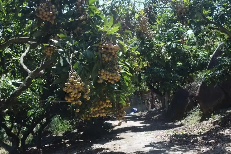 果园有可通大车的水坭路,路两边硕果累累,都是挂满滚圆圆的,金黄色的