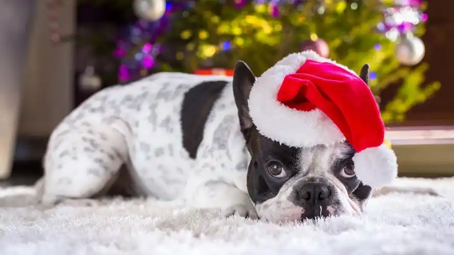 可爱的圣诞小狗高清桌面壁纸下载