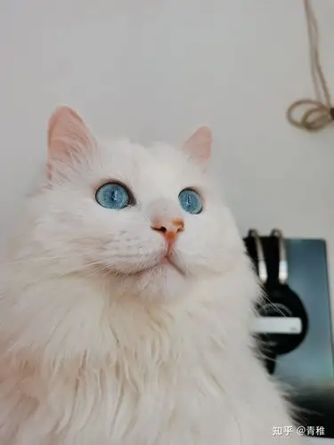 可以分享几张你家小猫可爱的照片吗