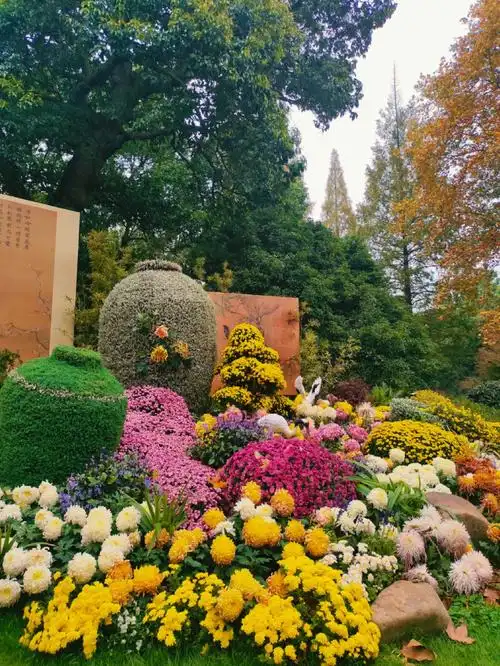 杭州植物园菊花展