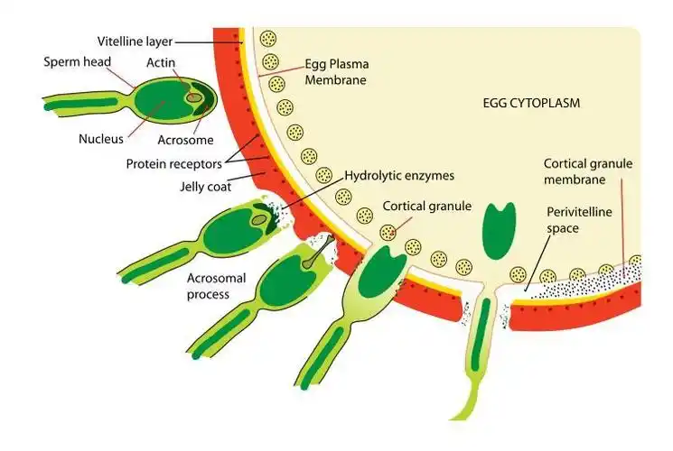 顶体反应(acrosome reaction,ar)是精子受精必不可少的过程,只有完成