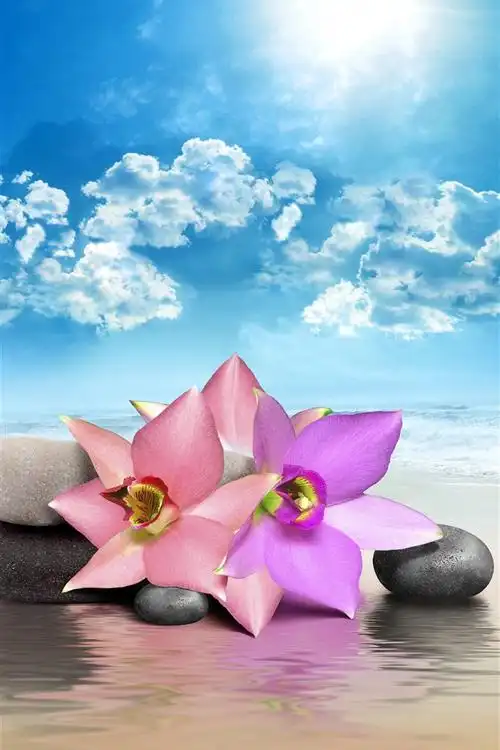 粉红色的花朵,石头,大海,沙滩,云彩,太阳 iphone 壁纸