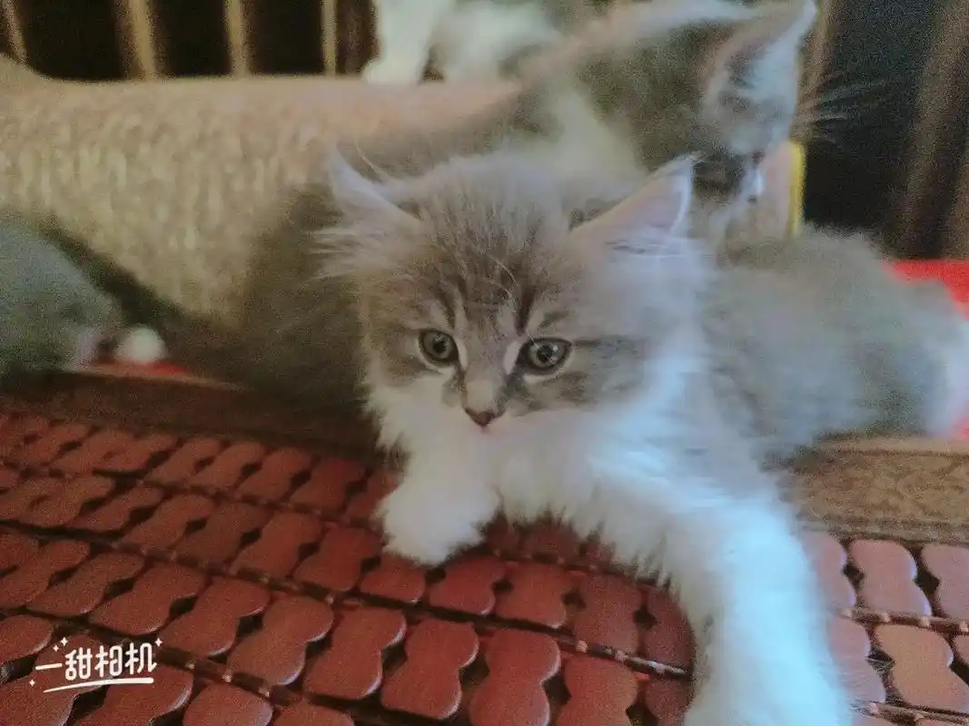 爸爸是英短串串,妈妈是纯英短,崽崽已经2个多月了,因为家里添 - 抖音