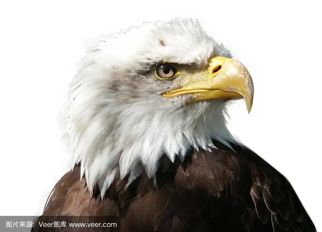 巨大的鸟鹰在白色的背景