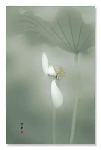 心中有佛,乃得以照见莲之佛心.