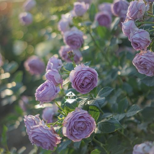 蓝色风暴莫妮卡草莓杏仁灌木经典浓香直立少刺观叶