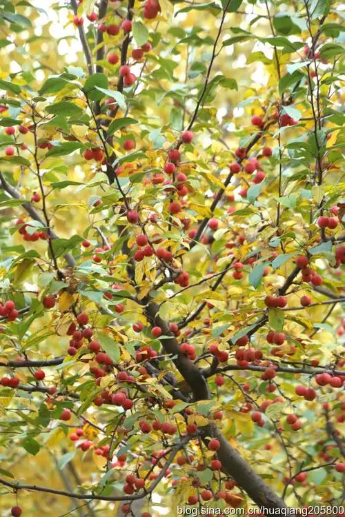 海棠果欣赏