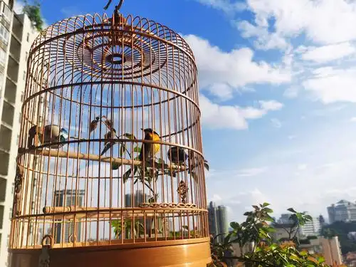 阳光下鸟儿在笼子里美美的自由欢跳