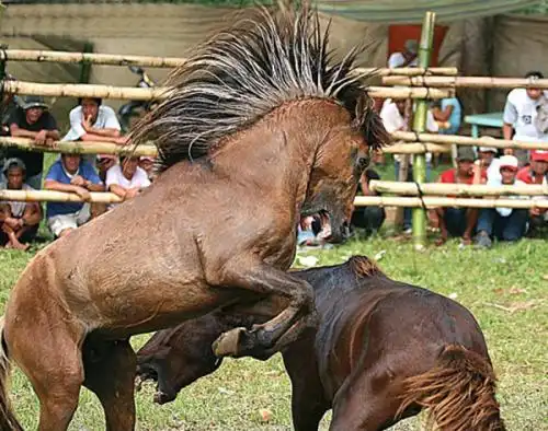 2,男马女马婚配结婚好不好:男属马与女属马相配吗?