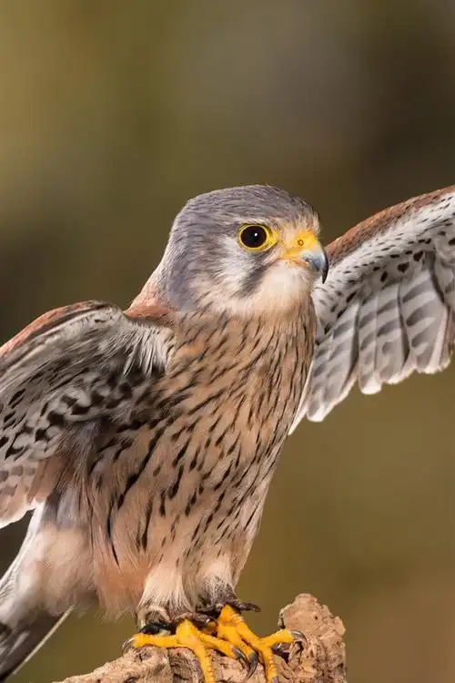 可爱的猎鹰张开翅膀 4k