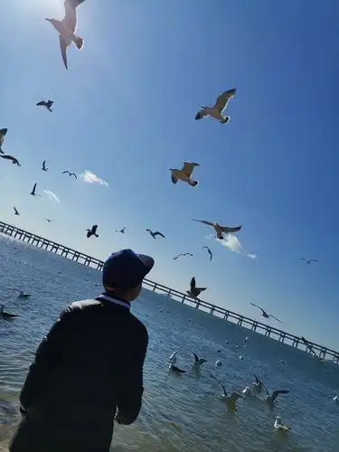 海鸥的自由,大海的辽阔