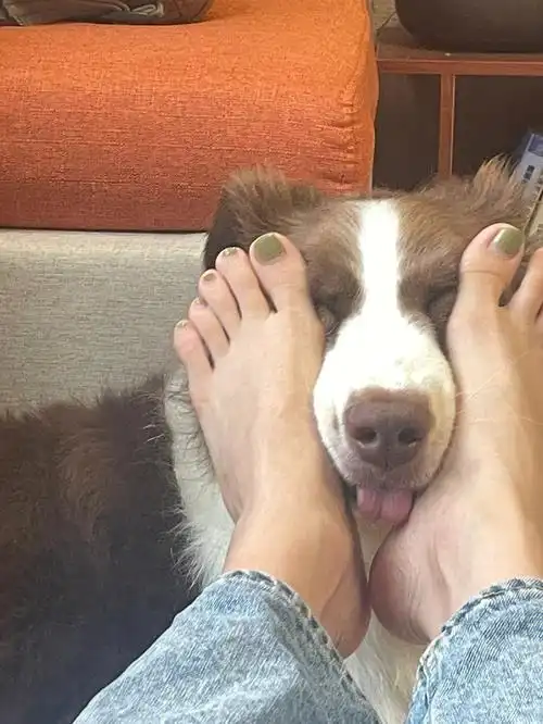 瘦脸操#狗狗日常  #边牧