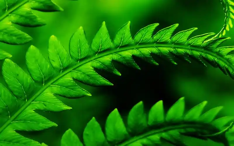 高清养眼绿色桌面壁纸1920x1200