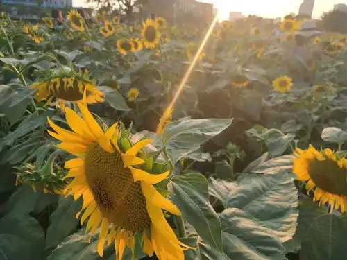 夕阳西下的向日葵