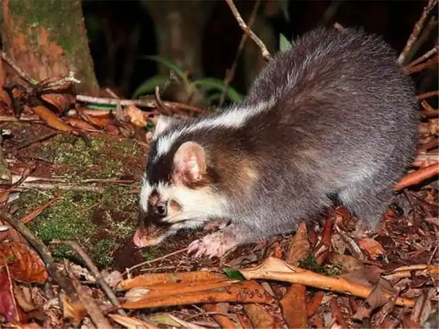 战斗力最弱的鼬科动物鼻子像猪脸像老鼠擅长用鼻子挖洞做窝