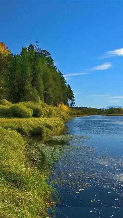 树,草,绿色,湖,蓝天,自然风景