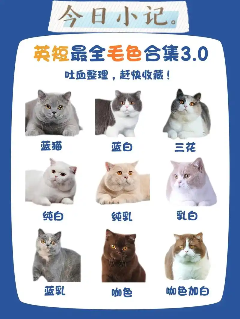 0,你家是哪一种毛色?#养猫新手 #养 - 抖音