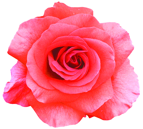 玫瑰花动态壁纸 - 百度