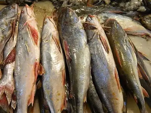 钢鱼老倌供应,配送