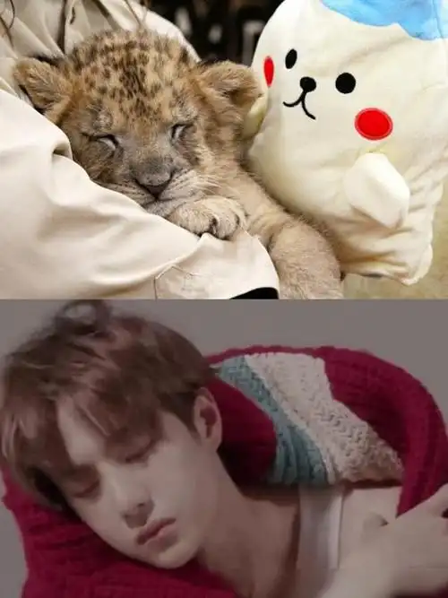王一博和小狮子属性相同睡颜超可爱最后一个秒变表情包太可爱了