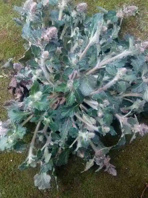 正宗野生中药材白毛夏枯草散血草破血丹苦草白头翁筋骨草鲜品500g