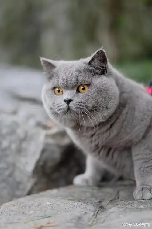 上万元的英短蓝猫你见过吗?