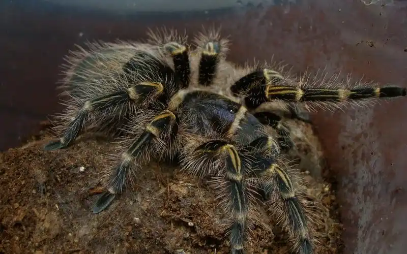蜘蛛的饲养的方法