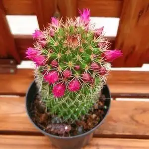 00岁月匆匆忙忙1250淘宝开花漂亮红花锦丸仙人球植物微景桌面小型