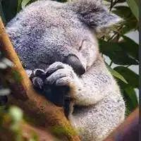 考拉情侣头像_微信头像图片大全