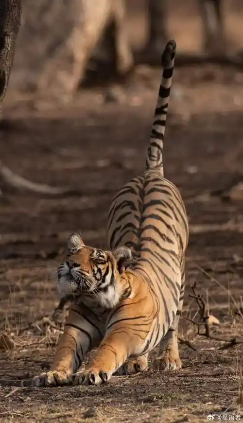 攒一波虎片——国际瑜伽日老虎超话6.21是国际瑜伽日.