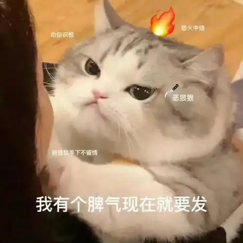 猫猫表情我有个脾气