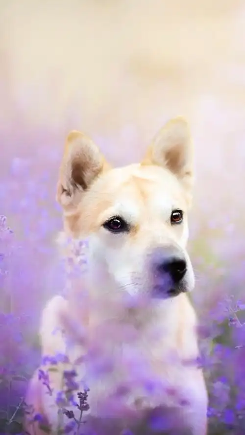 可爱宠物狗狗图片合集高清手机壁纸