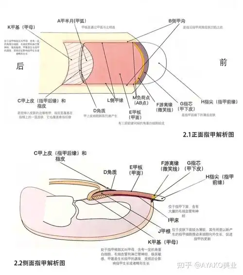 指甲的结构指甲是一种半透明的角质薄片,是指端皮肤的附属物,具有保护