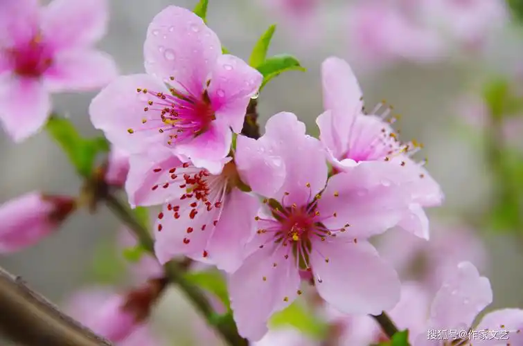 一ㄔ惯催丛,花言鸟话.花儿开尽芽又发,有意天涯,困在脚下.