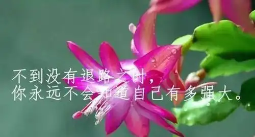 感悟人生精美带字图片