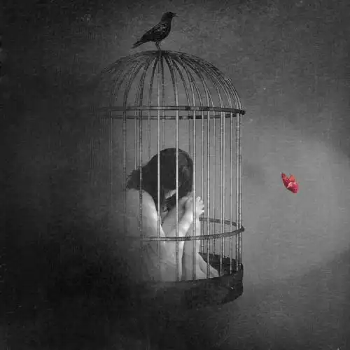 有哪只鸟愿意放弃自由,甘做笼中鸟呢?