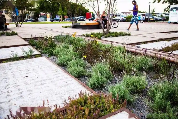 如何打造一个优秀的雨水花园_植物
