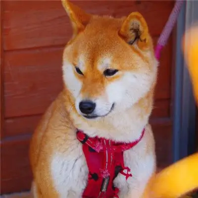 好看的柴犬头像,棕色毛发的柴犬图片